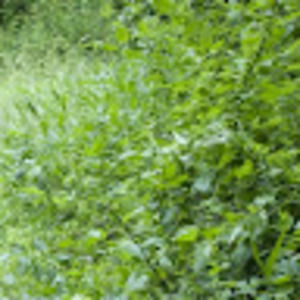 Meet your Posher, Cora